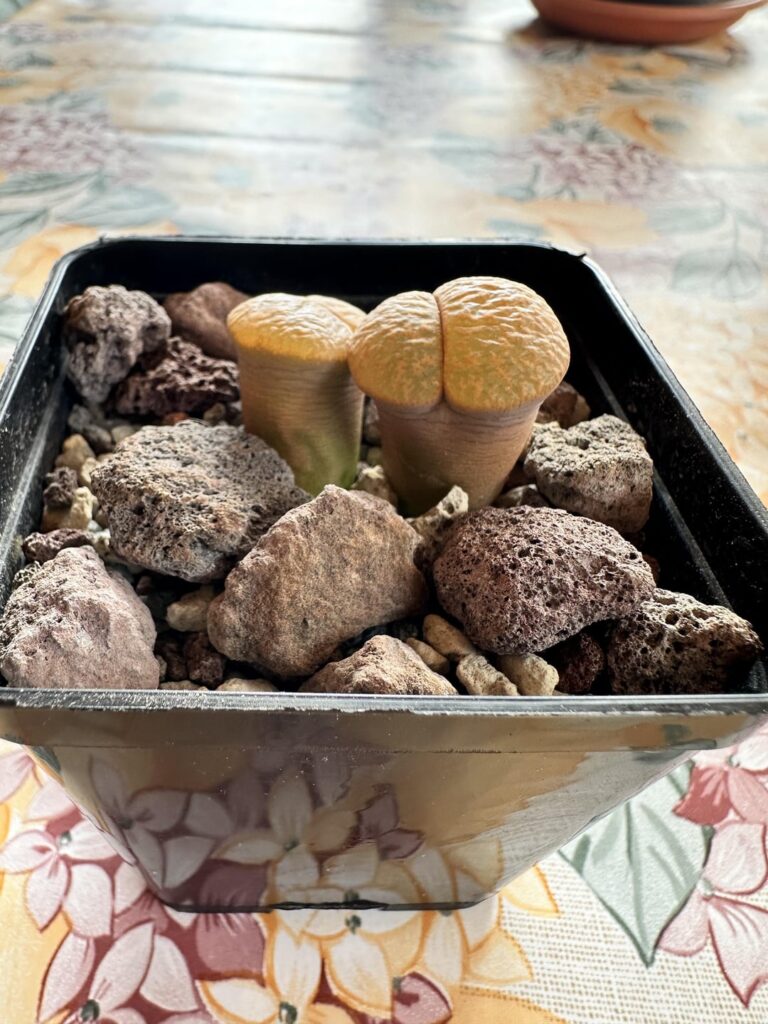 Help with my wrinkled and soft lithops