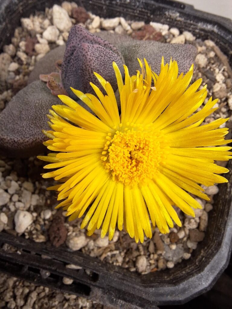 Pleiospilos and Rhinephyllum