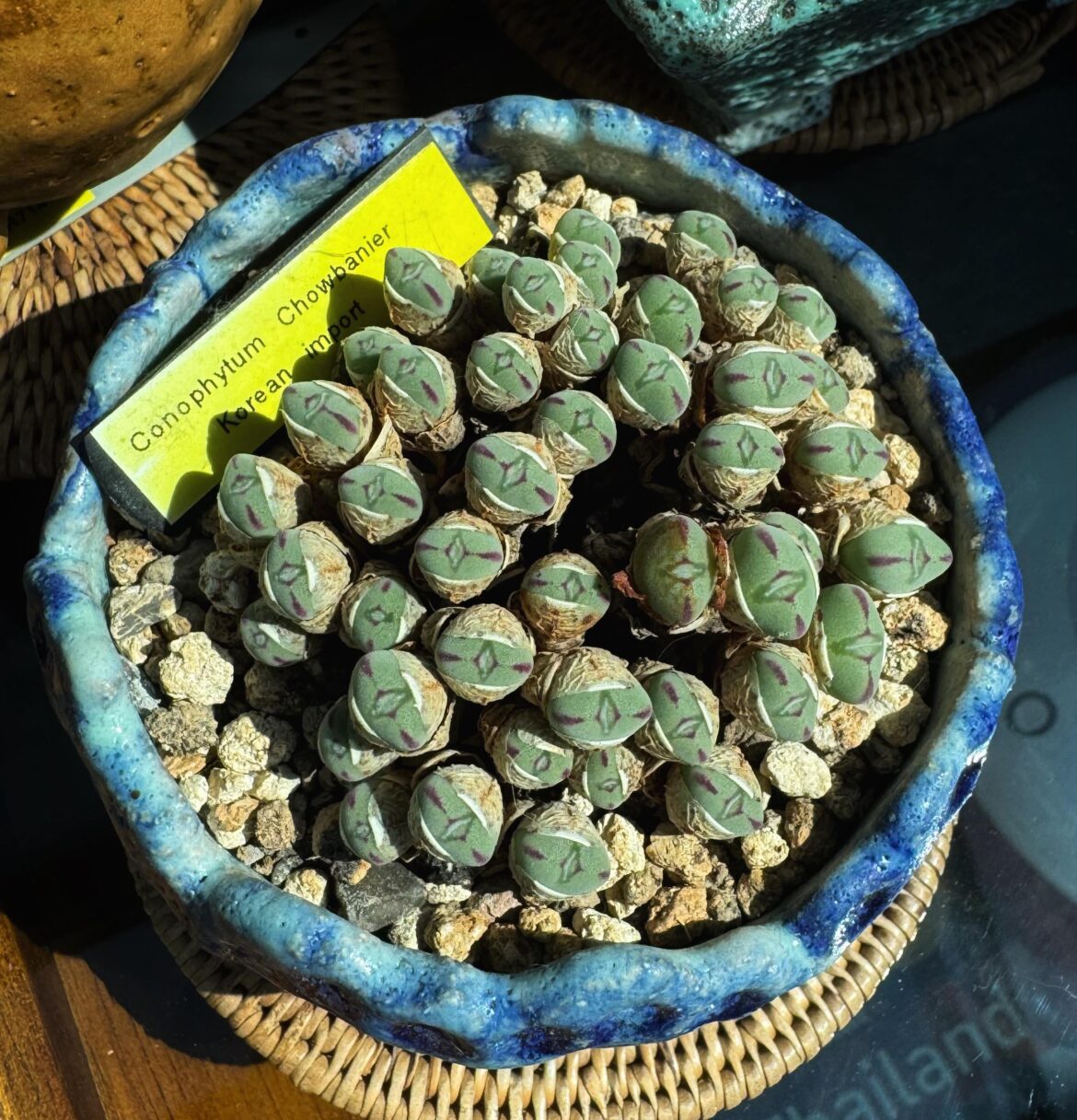 Chowbanier waking up