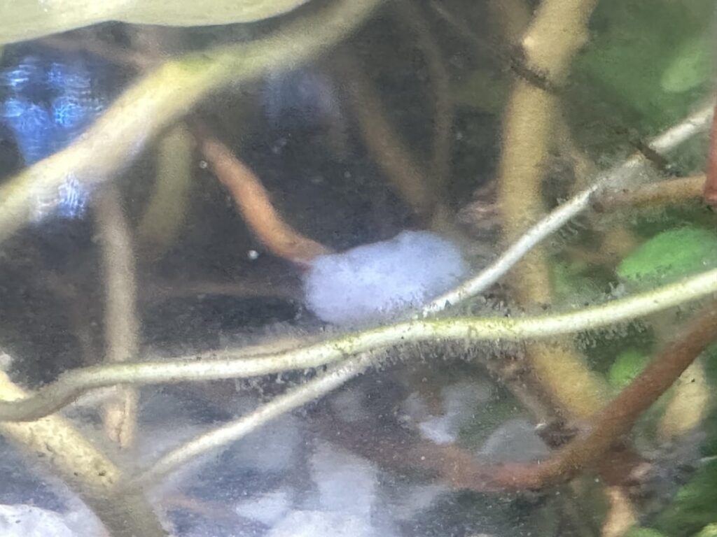 What is this? What is this?