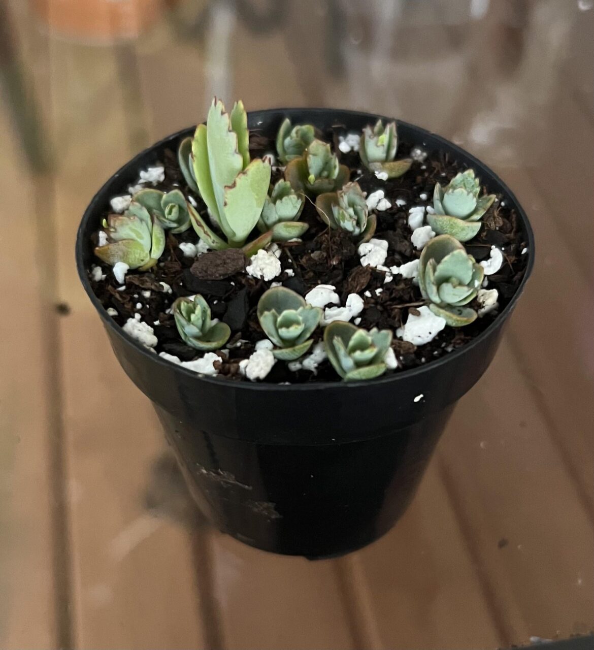 Mother of Thousands