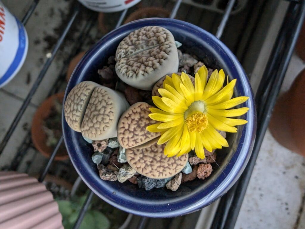 I just watered these for the first time in a few months then this popped a few days later