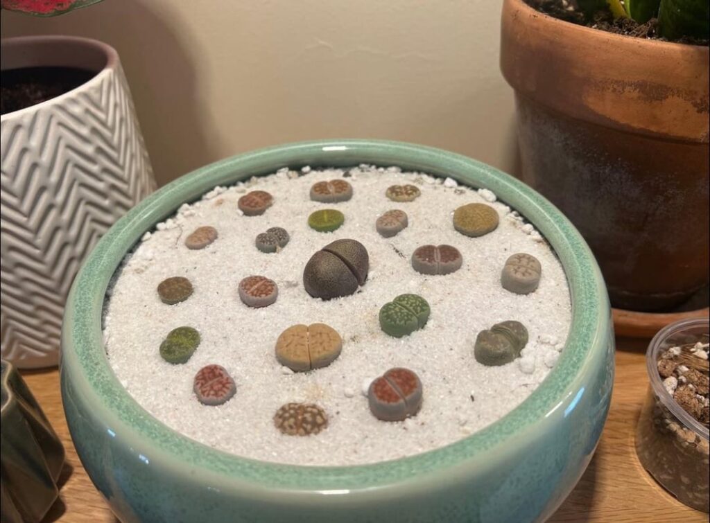 Lithops Help