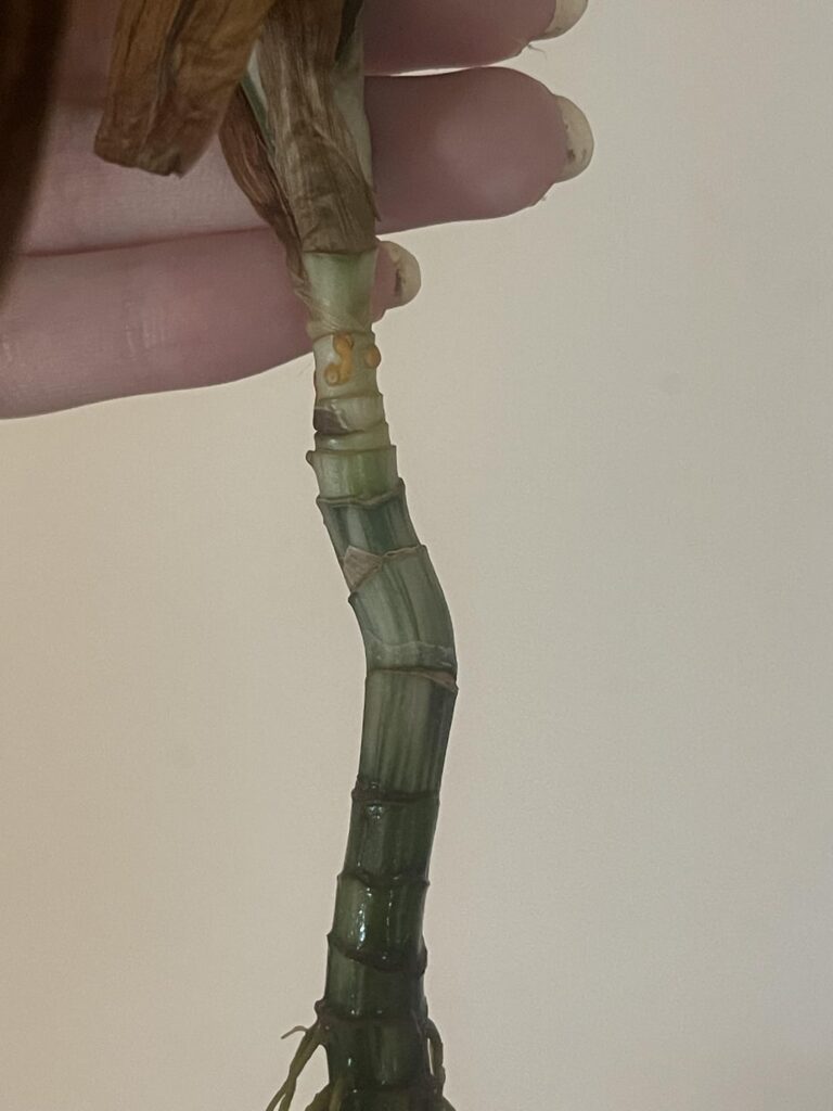 Wtf is this on my dracaena prop?