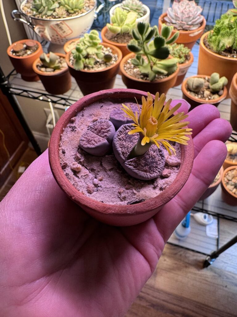 Flower