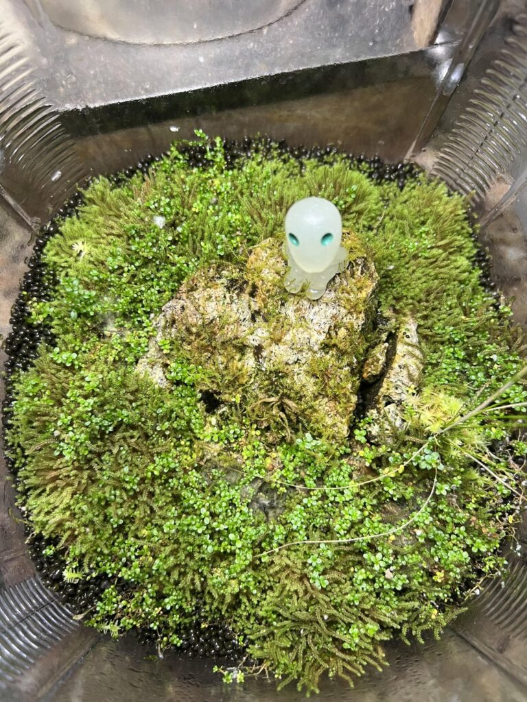 Forest spirit jarrarium