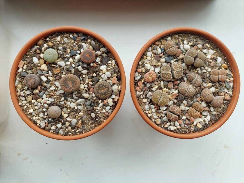 Got some new lithops (left in main pic) was drawn to them because they look totally different than my several year old ones (on right)