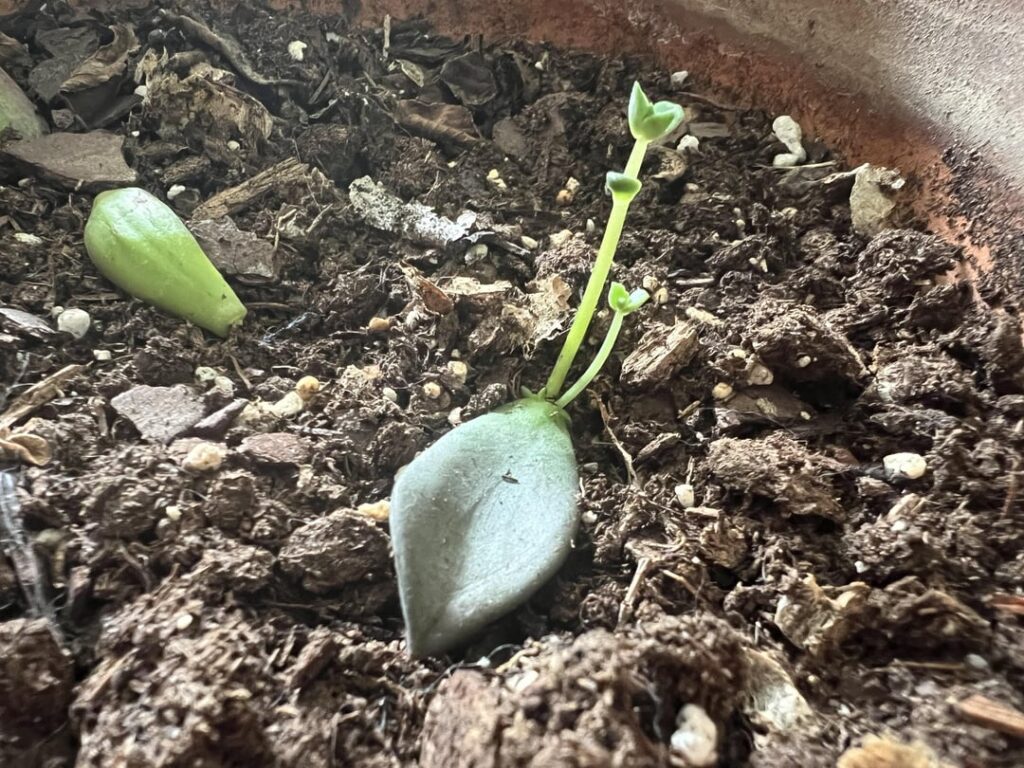 The only survivor of a Depot proplift