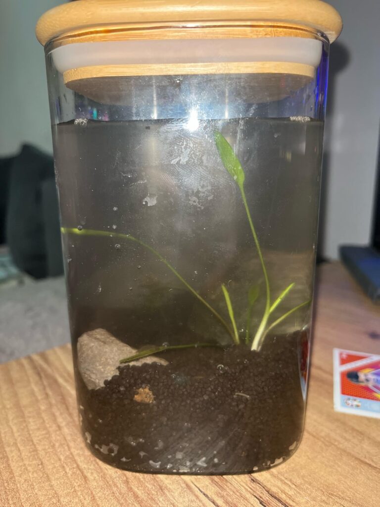First Jarrarium! First Jarrarium!