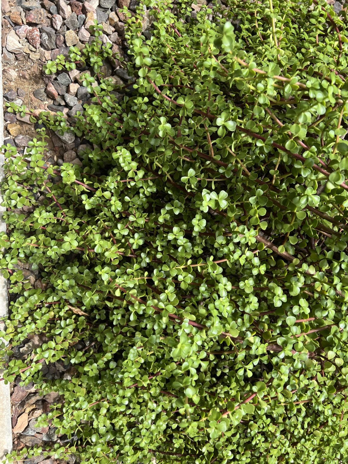 Can this be proplifted?