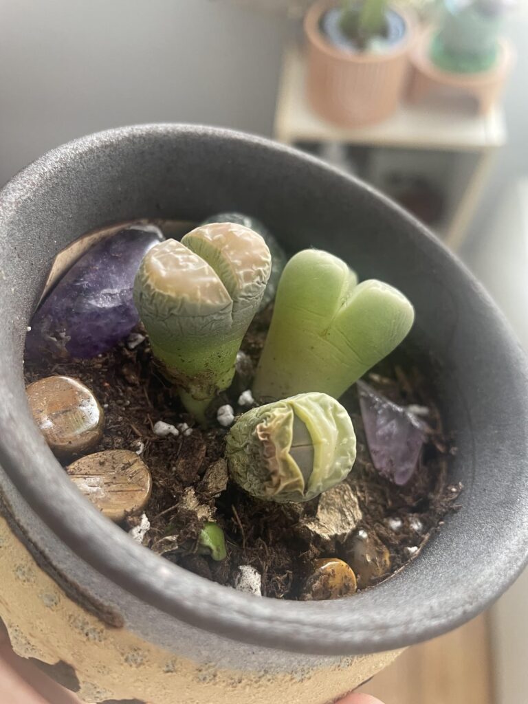 Help! Wrinkly Lithops! Help! Wrinkly Lithops!