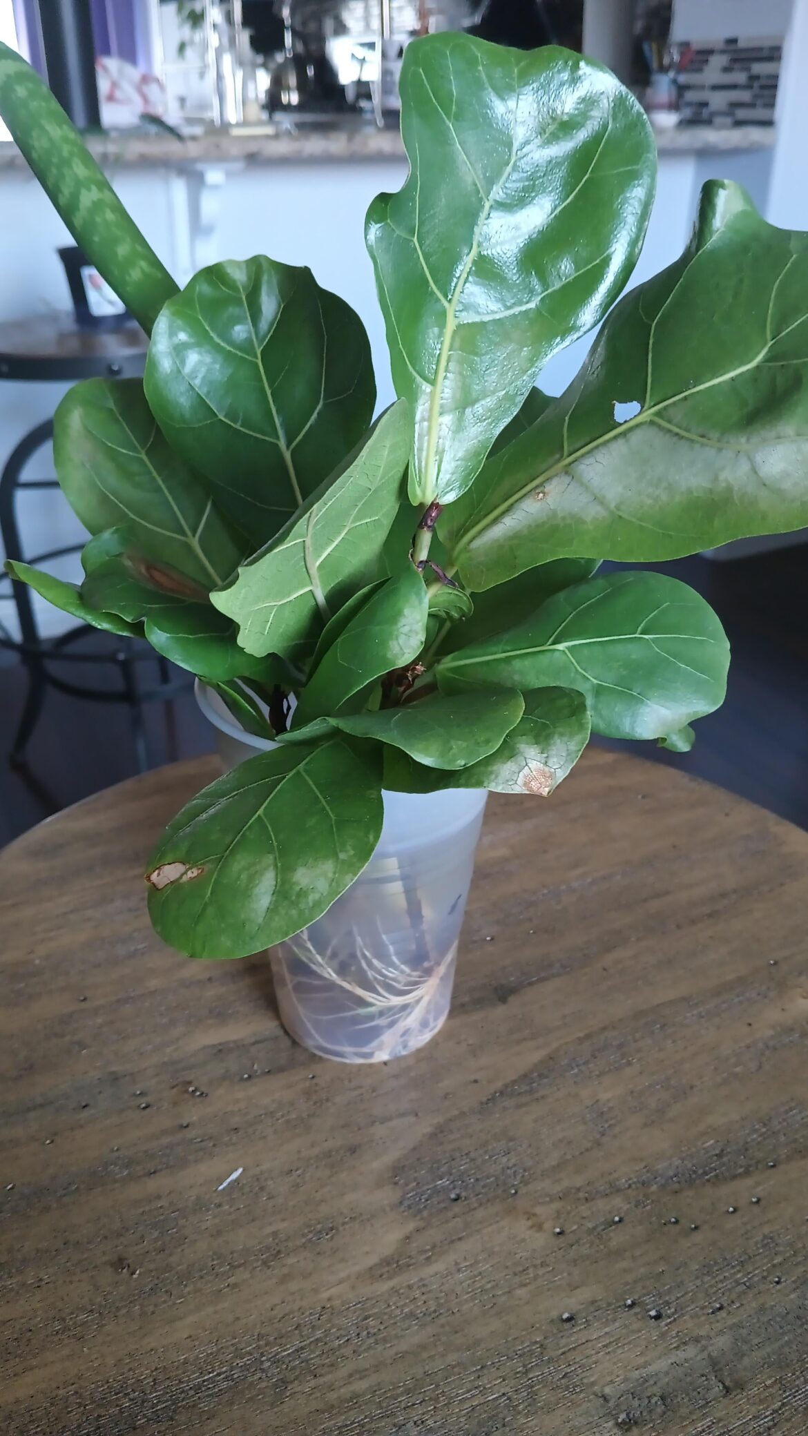 New FLF's