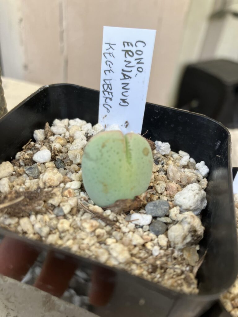 My conophytum from the intercity show and sale