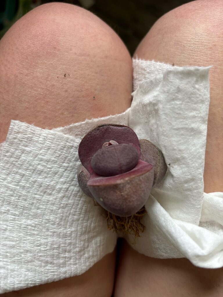 Is Pleiospilos nelii sick?