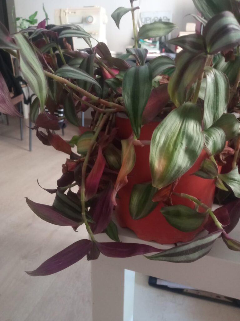 Should I do a hard prune and prop to this tradescantia? Should I do a hard prune and prop to this tradescantia?