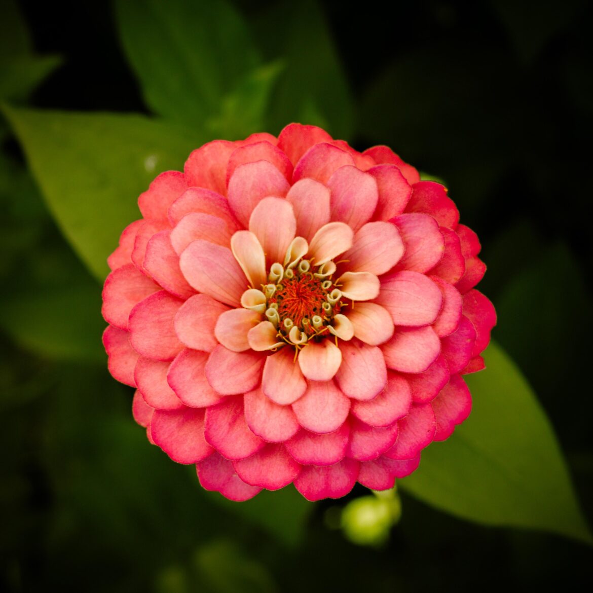 Zinnia / Zinnia Elegans from the garden