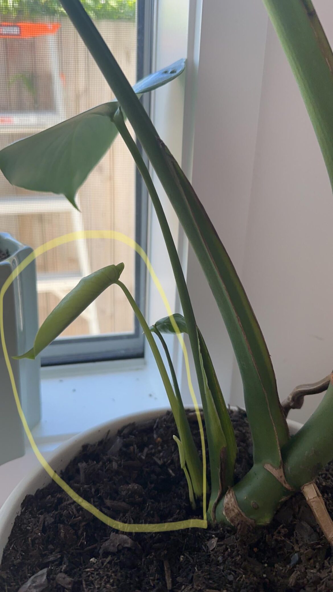 Monstera separation