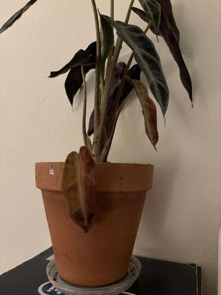why are some of the leaves changing color and dying?