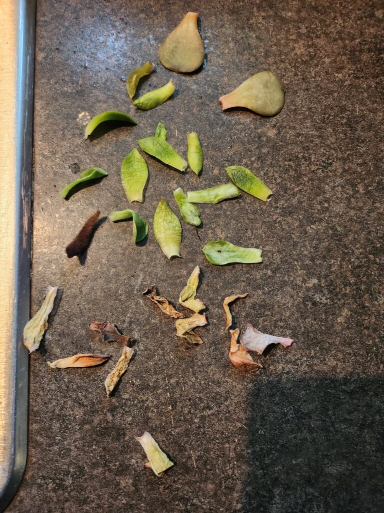What am I doing wrong with these succulents?