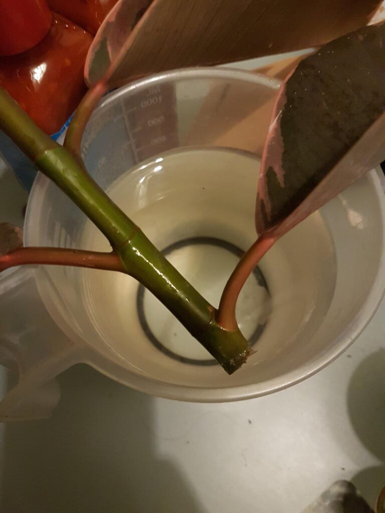 This rubber plant was half-rotted in the bin at work, tips for propping these?