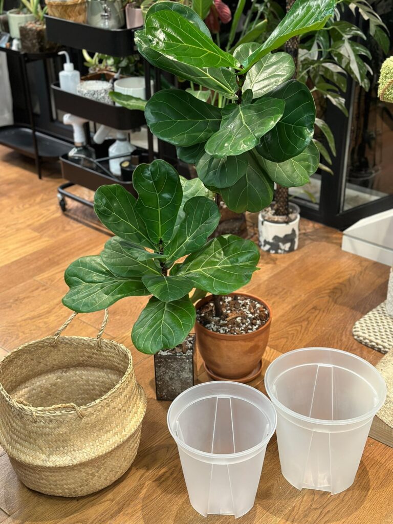 I repotted two of my FLFs into one big pot. Initially, it was one tall plant. I just cropped the top and propagated it because the plant was dropping leaves from the bottom.