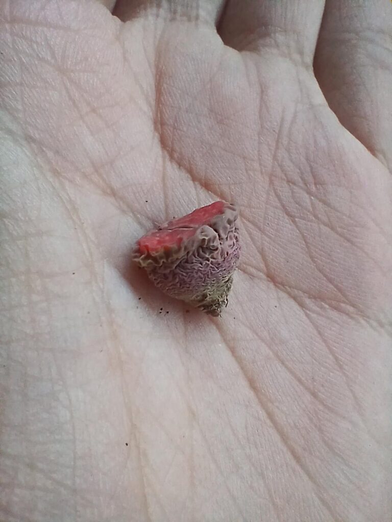 HELPP! Can I still salvage this lithops?