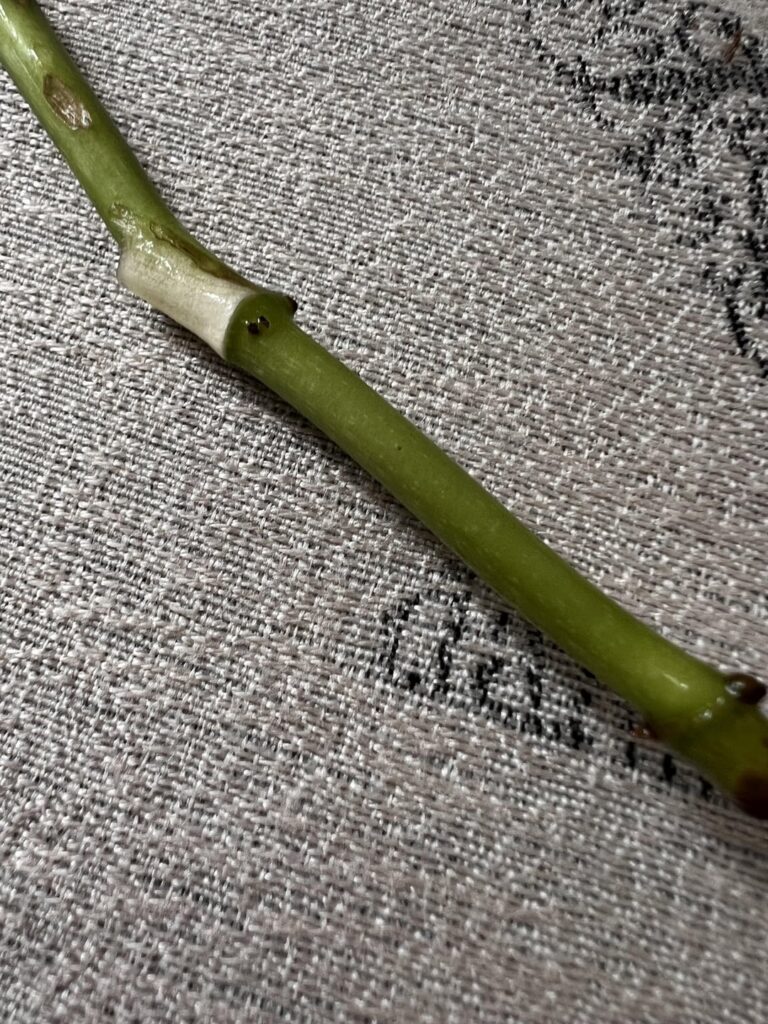 Will this prop? Had it in water for over a week and the nodes havent grown roots