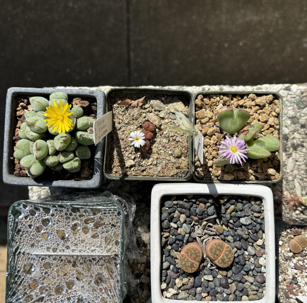 A trio of Conophytum blooms