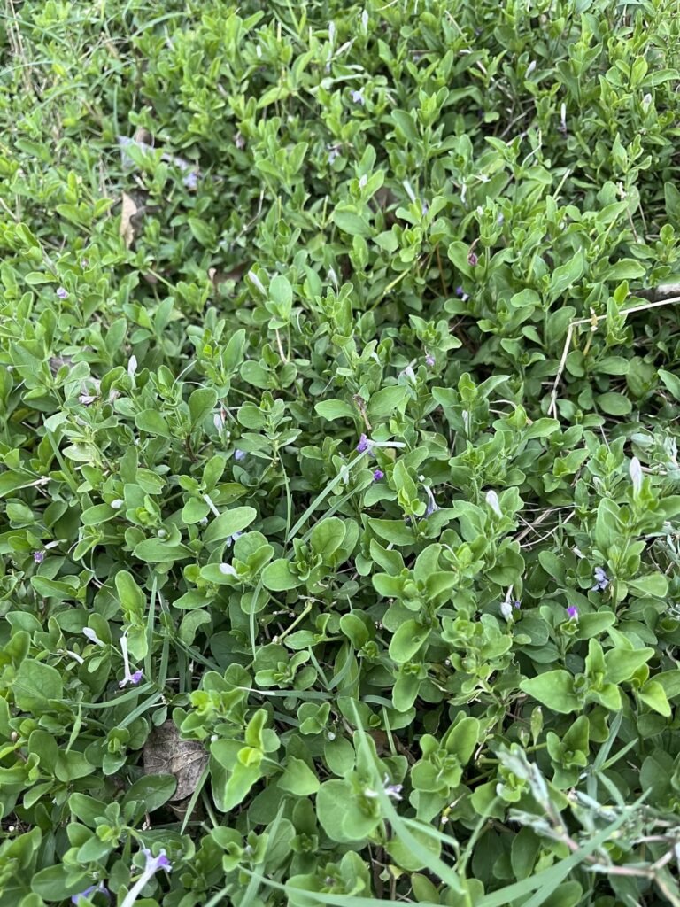 What ground cover is this? What ground cover is this?