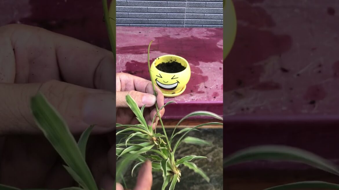 Cute Pot Gardening: Spider Plant