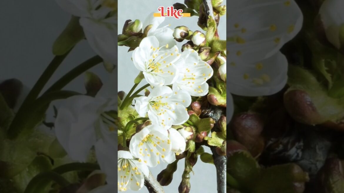 Unveiled A Beauty of Cherry blossom #flowers #gardening #beautiful