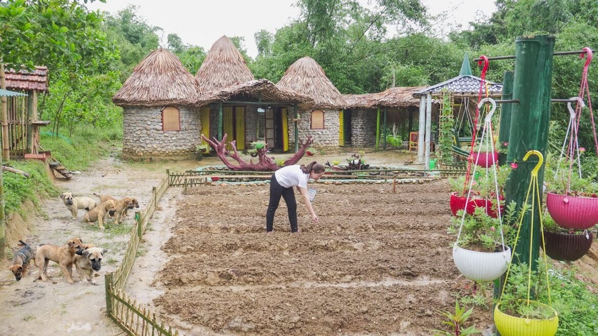 Vegetable gardening – Hoe the soil to the bed, make bamboo fence, sow seeds | Daily Farm Vegetable gardening - Hoe the soil to the bed, make bamboo fence, sow seeds | Daily Farm