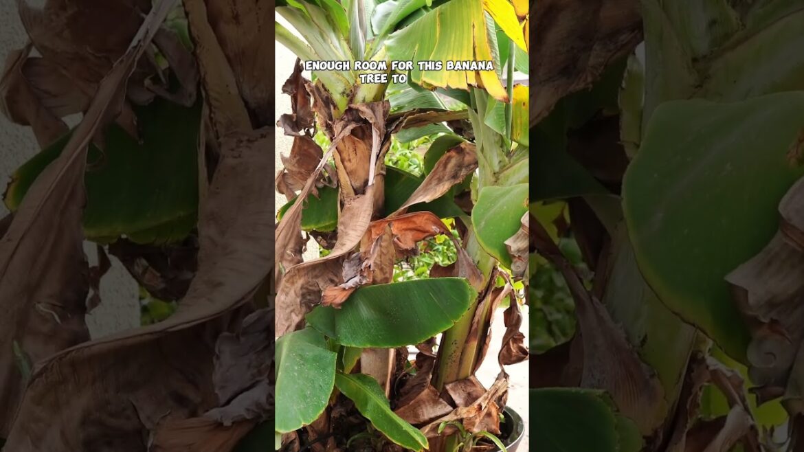 California Gardening: 7 Common Mistakes to Avoid When Growing Banana Plants: Essential Tips for Success! 7 Common Mistakes to Avoid When Growing Banana Plants: Essential Tips for Success!