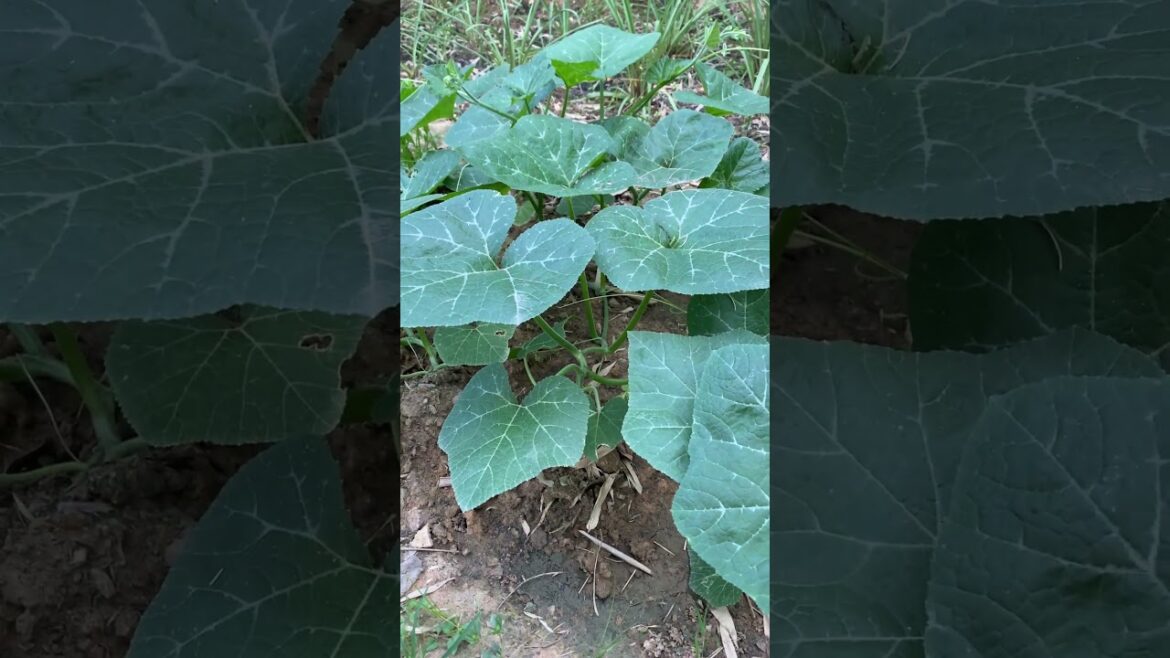 My backyard garden idea for everyone / my daily life with garden #meimeigarden #tipsgarden