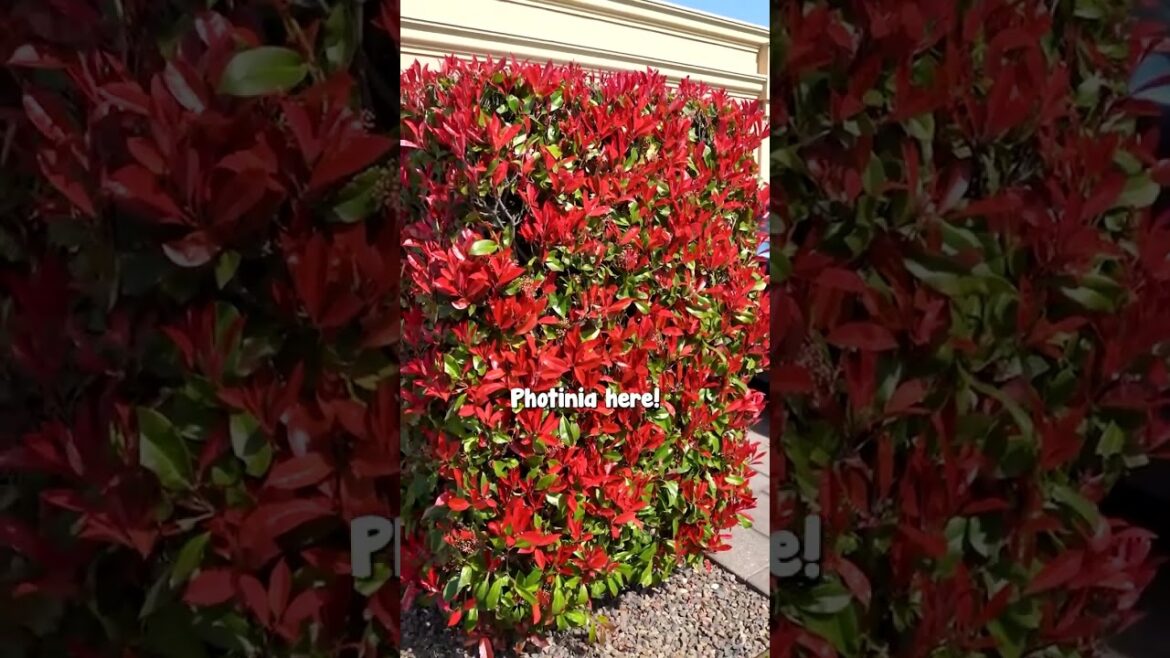Need a Really Tough Hedge? Pick Photinia Robusta Need a Really Tough Hedge? Pick Photinia Robusta