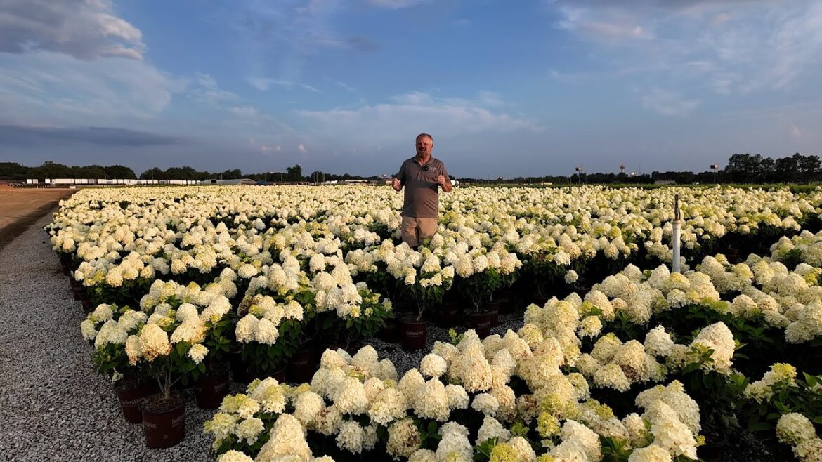 Nursery Tour – Hydrangeas, Butterfly Candy, Azaleas, Better Boxwoods, a Native Meadow, and more Nursery Tour - Hydrangeas, Butterfly Candy, Azaleas, Better Boxwoods, a Native Meadow, and more