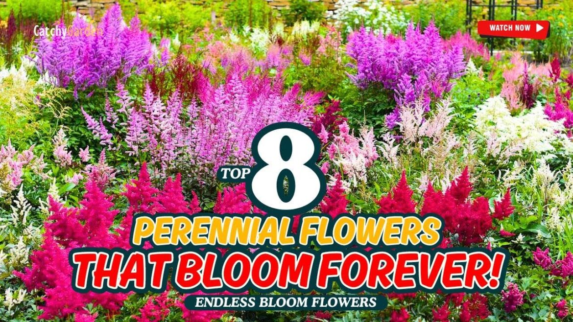 πΈ TOP 8 AMAZING PERENNIAL FLOWERS THAT BLOOM FOREVER! πΏπ» // Gardening Ideas πΈ TOP 8 AMAZING PERENNIAL FLOWERS THAT BLOOM FOREVER! πΏπ» // Gardening Ideas