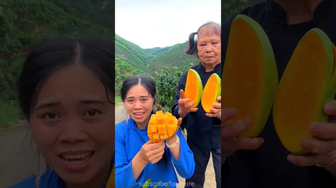 Sweet ripe mango 🥭🥭 & beautiful landscape of mango farming #shorts #mango #ytshots