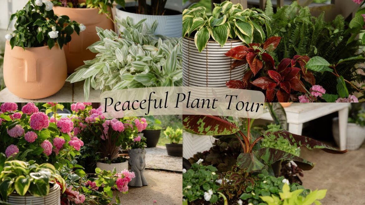 A Calm Walk Through  of our Patio filled with Plants | Container Garden Tour