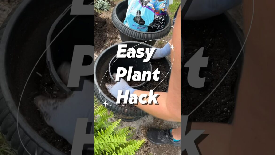 Let’s Make Planting Easy! #plants #ferns #containergardening #container #gardening #garden #shorts