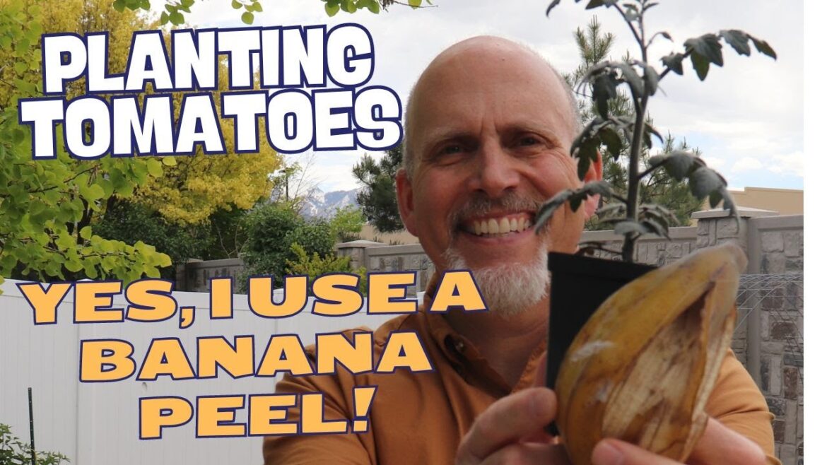 How I plant my tomatoes in my backyard garden How I plant my tomatoes in my backyard garden