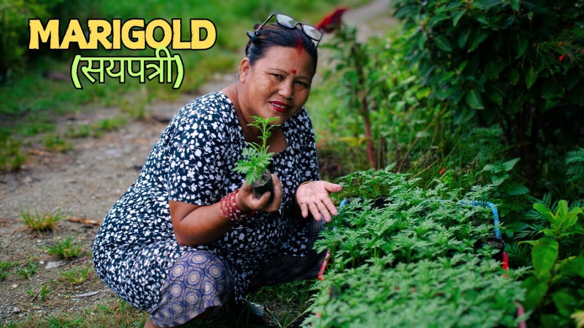 Expert Tips! How to Grow Marigolds for Maximum Flowering