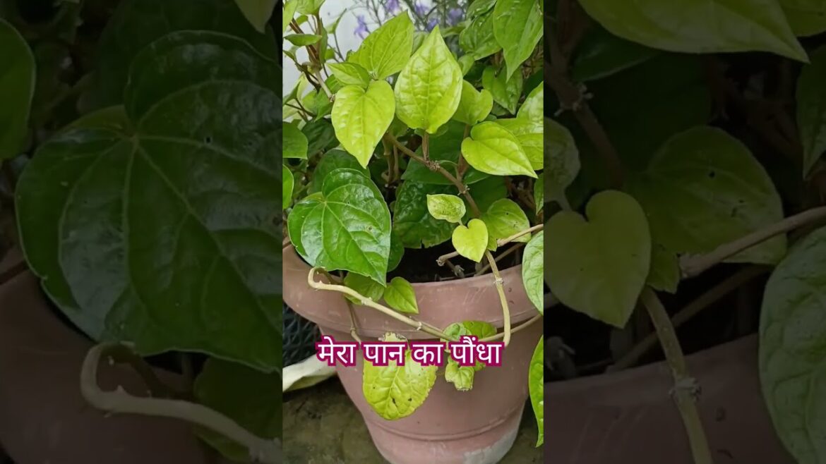 Logo se Suna hai #music #bollywood  paan ka plans # garden # trading # viral song #