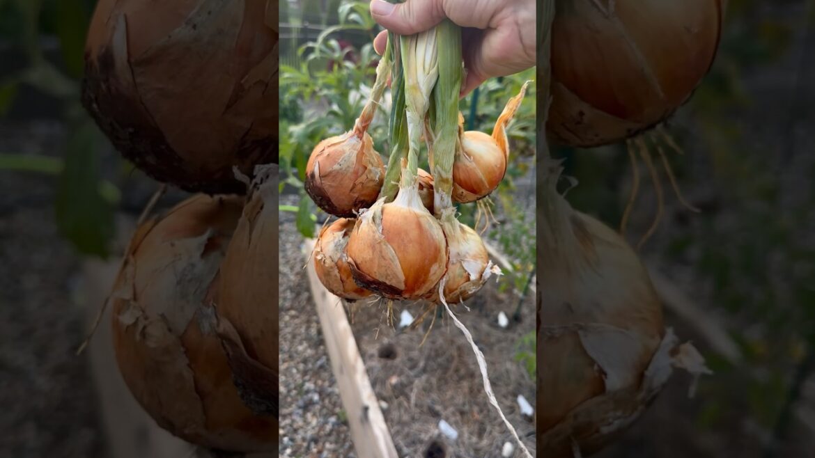 Harvest With Me #gardening #harvest