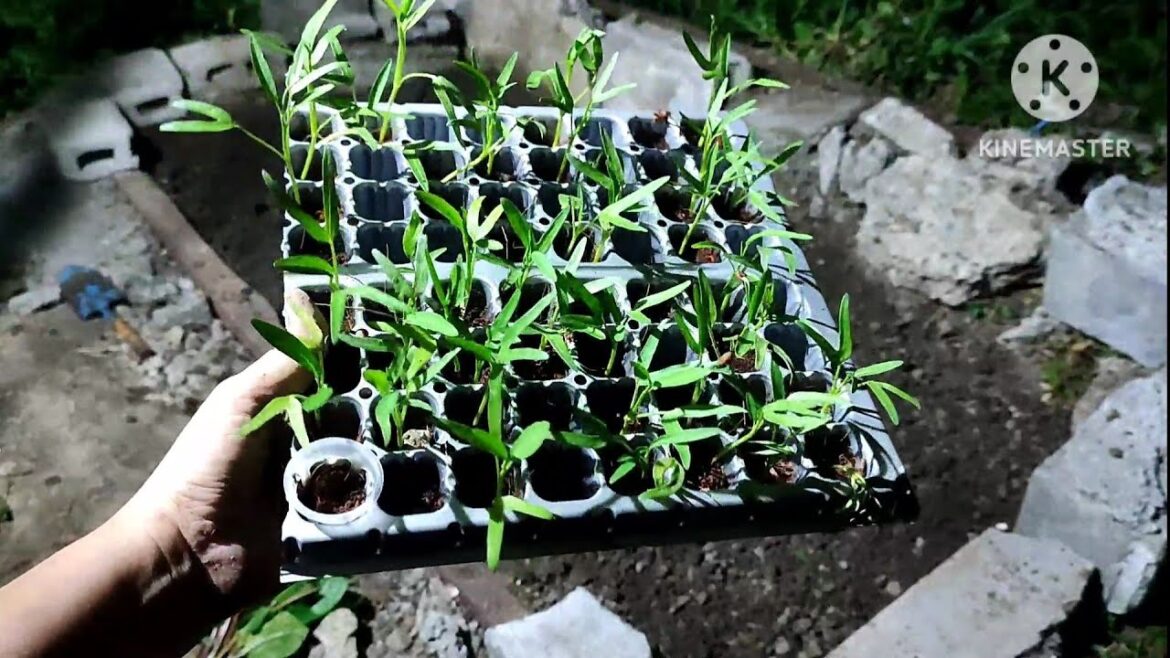 VEGETABLE GARDENING | Pinay Prepper Phil's. | Gardening Episode #01 #FilipinoVlogger #gardeningtips