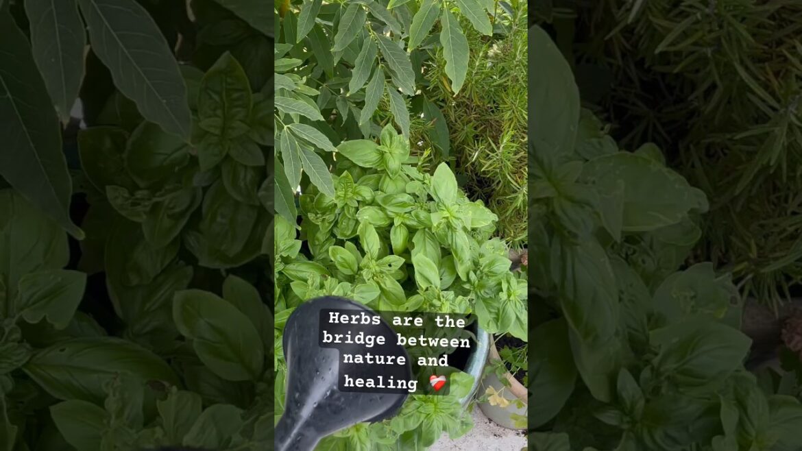 How to nurture container herb garden! #herbs #gardening #shorts