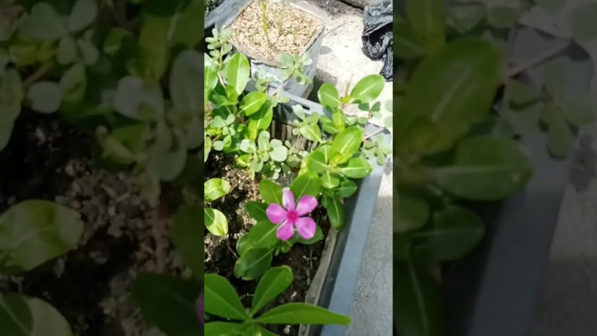 How to care vinca (sadabahar) #shorts #garden #gardening #garden design #flower #nature #plants