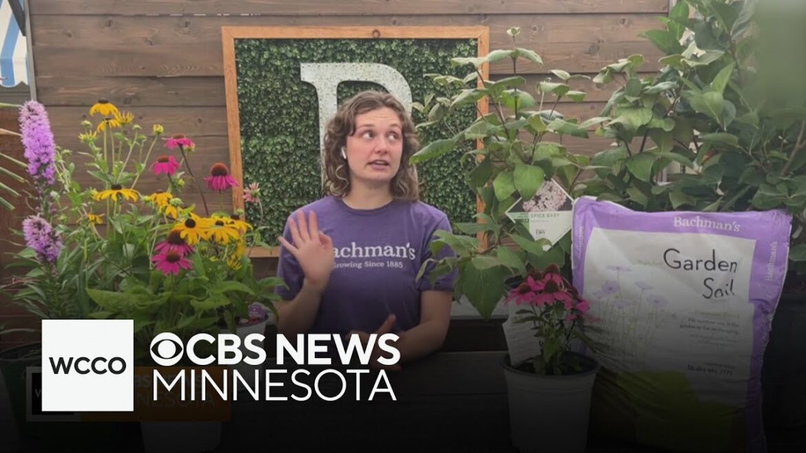 Flowering perennials may be your garden's "blue ribbon" additions