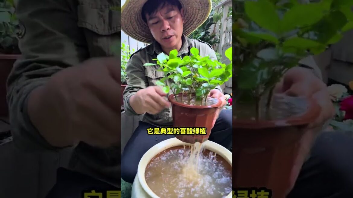 π‘πΏπ§ Growing jasmine at home usually results in buds falling off and leaves drying out π‘πΏπ§ Growing jasmine at home usually results in buds falling off and leaves drying out