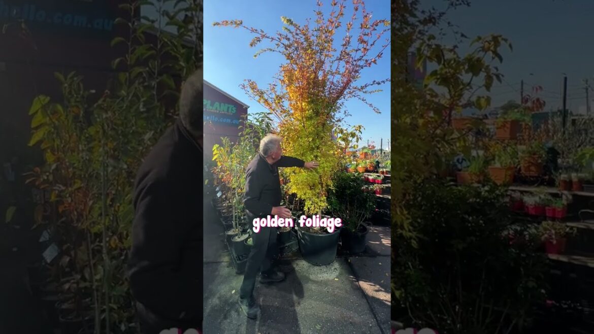 Add gold colour to your garden with Senkaki Maple!✨